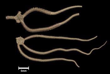 Media type: image;   Invertebrate Zoology OPH-4141 Description: Two largest specimens in lot, top down view.;  Aspect: dorsal2